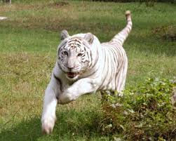 An ambitious indian driver uses his wit and cunning to escape from poverty and rise to the top. Zabu Big Cat Rescue