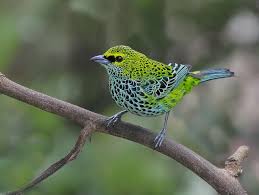 Birds Of A Feather Song Download Speckled Tanager Photo By Yamil Saenz Birds Of A Feather Birds Beautiful Birds Animals Beautiful