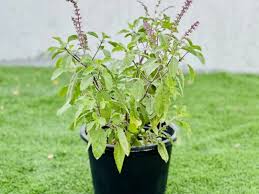 benefits of eating tulsi leaves| Is it okay to chew tulsi leaves | हर रोज  बासी मुंह चबाएं तुलसी के सिर्फ 5 पत्ते, शरीर से एक-एक करके फ्लश आउट हो  जाएंगी ये