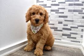 Search for a puppy or dog. Reserved Bob Male F1b Mini Goldendoodle Puppy