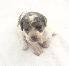 View location, address, reviews and opening hours. Toy Poodle Puppy For Sale Adoption Rescue For Sale In Nashua New Hampshire Classified Americanlisted Com