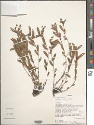 Image result for Acalypha ambigua