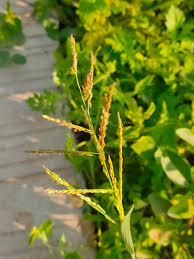 Image result for Eriochloa