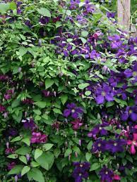 Bred by brother stefan franczak, a monk who for more than 50 years has been gardener at the jesuit theological college in warsaw. Clematis Polish Spirit Clematis Viticella Polish Spirit Baumschule Horstmann