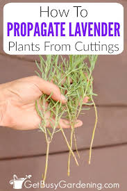 Image result for lavender cuttings