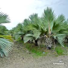 Image result for Latania loddigesii