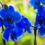 Blue Orchid from www.thespruce.com