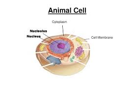 Maybe you would like to learn more about one of these? Cell Organelles And Structures Ppt Download