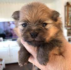 Tier list labels can be customized and at times a row for ss will be placed above s tier. Orange Sobel Tror Jeg Jente Katchina Kennel Pomeranian Facebook