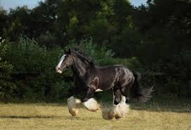 An international falabella miniature horse association dedicated to promoting and preserving the rare. Shire Horse Pferdeflusterei Dein Pferdefreundlicher Shop Blog