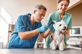We offer free exams and affordable vaccines for dogs and cats of all ages and lifestyles. Veterinary Clinic Mcallen Tx Wellness Spay Neuter Clinic In Texas