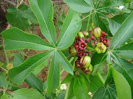 Image result for Jatropha botswanica