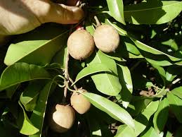 Image result for Manilkara zapota