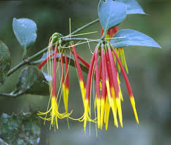 Image result for Plicosepalus amplexicaulis