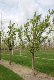 Image result for Prunus domestica