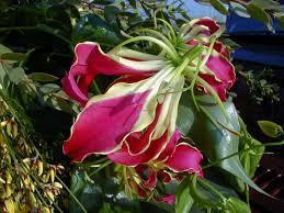 Image result for Gloriosa sessiliflora