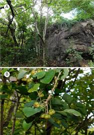 Image result for Heywoodia