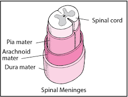 Spinal Cord Brain Spinal Cord And Nerve Disorders Msd Manual Consumer Version