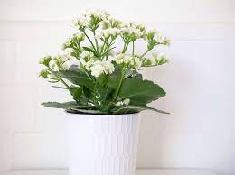 Easy flowers to grow inside. 8 Easy Care Flowering Houseplants