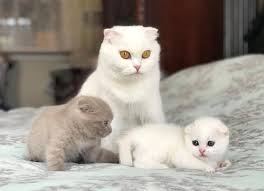 Real beautiful kitten with amazing soft fur. Scottish Fold And British Shorthair Longhair Kittens For Sale Orlando Fl In Hoobly Classifieds Scottish Fold British Shorthair Kittens British Shorthair