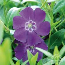 Image result for Vinca minor