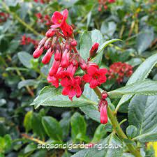 One of the hardiest of all fuchsias, the dainty scarlet and purple flowers of fuchsia 'riccartonii' line the branches for months, followed by purplish red, almost black, berries. Growing Escallonia Shrubs For Uk Gardens