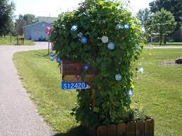 Our Morning Glory Mailbox Neighbors Loved It Lol Flower Garden Wisconsin Morning Glory