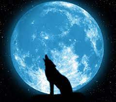 Yes I Am Howling At The Moon Why Aren T You It S National Howl At The Moon Day Animal Rescue Professionals Association