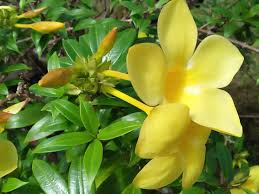 Check spelling or type a new query. Bunga Allamanda Cathartica Bunga Terompet Emas Steemkr