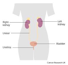 If an area fails to heal, you may have cancer and should see a doctor. Urine Tests Detecting Cancer Early In Pee Cancer Research Uk Cancer News
