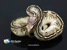 Ball Python Morphs Google Search Cute Snake Ball Python Morphs Ball Python