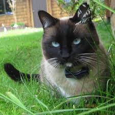 Bekijk onze himalayan cat selectie voor de allerbeste unieke of custom handgemaakte items uit onze shops. Breed All About It Himalayans Persians Petsafe Articles