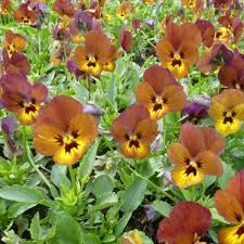 Goldlack pflanze kaufen die hochwertigsten goldlack pflanzen verglichen. Viola Cornuta Irish Molly Goldlack Stauden Pflanzen Kaufen Online Matelma Com