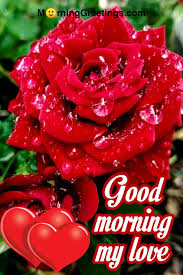 Good morning images of flowers 1. 51 Good Morning Wishes With Rose Morning Greetings Morning Quotes And Wishes Images