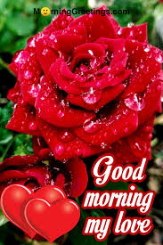 To share this, i could not have wished for a better companion. 51 Good Morning Wishes With Rose Morning Greetings Morning Quotes And Wishes Images