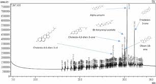 Image result for Globimetula