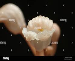 Image result for Didymoplexis