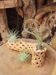 Cactus is derived from the german word kaktus. 36 Other Living Things Ideas In 2021 Plants Planting Flowers Indoor Plants