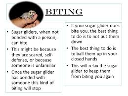 Sugar Gliders Emily King Ppt Video Online Download