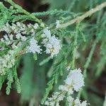 Image result for Suaeda monoica