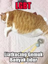 10 foto kucing lucu banget bikin ketawa netizen di facebook. 6 Meme Kucing Kegendutan Ini Bikin Gemas Hot Liputan6 Com