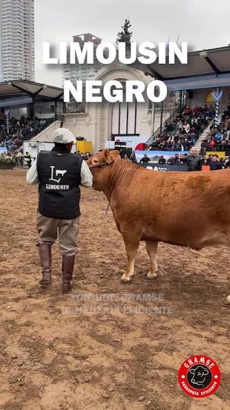 ¿CONOCÍAS AL GANADO LIMOUSIN NEGRO? #limousin #limousincattle #ganadero #agropecuario #rancho , Hasta hace poco conocía solo la variedad clásica roja del ganado Limousin, pero en mi viaje a Argentina ...