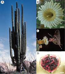 Read 35 reviews from the world's largest community for readers. Variation In Chromosome Number And Breeding Systems Implications For Diversification In Pachycereus Pringlei Cactaceae