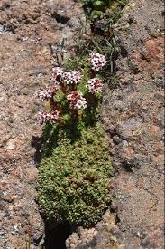 Image result for Crassula globularioides