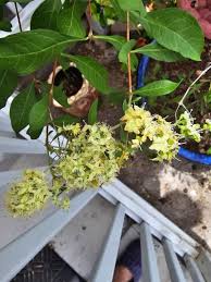 Image result for Lawsonia inermis