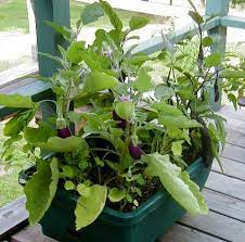 Explore Cornell Home Gardening Vegetable Growing Guides Growing Guide