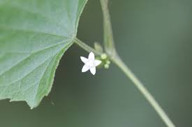 Image result for Zehneria scabra