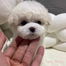 When bringing your new puppy home, we recommend you do not give it access to the whole house right away, rather, you should designate a room where it is nice and warm, and let your new friend get used to its new home slowly. Blossom Teacup Puppies Home Facebook
