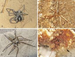 They are nocturnal coming out during the night in. Habitus Of Some Of The Spiders Encountered In The Lut Desert Download Scientific Diagram