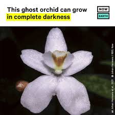 Image result for Didymoplexis